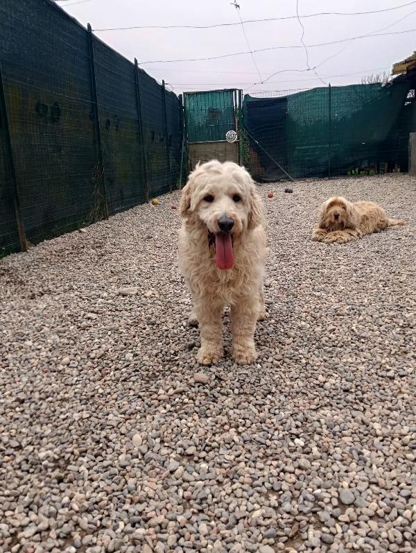 Fluffy, un simil lagotto tutto arruffato da adottare Foto 5